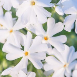 Ylalapis flioksas 'Spring White'