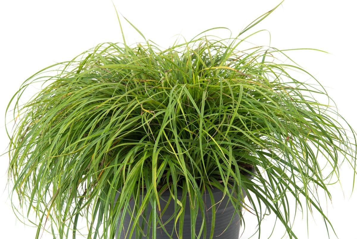 Viksva ankstyvoji 'The Beatles'