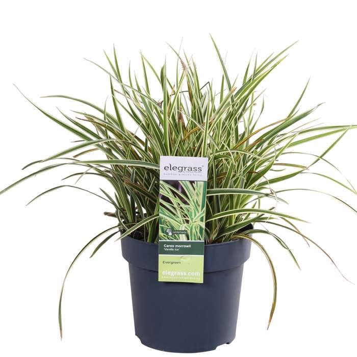 Viksva 'Vanilla Ice'