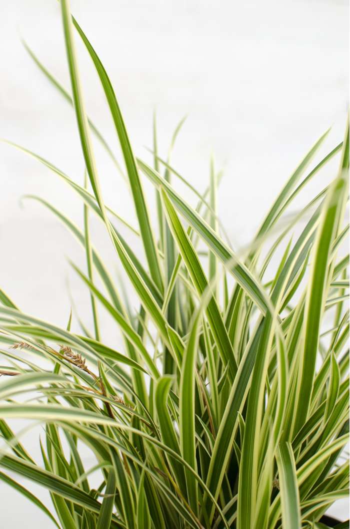 Viksva 'Vanilla Ice' - Image 2