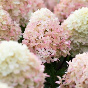 Šluotelinė hortenzija 'Living Raspberry Pink'