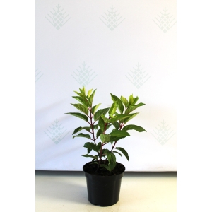 Šluotelinė hortenzija (Hydrangea paniculata) 'Candlelight'