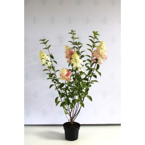 Šluotelinė hortenzija 'Fraise Melba'