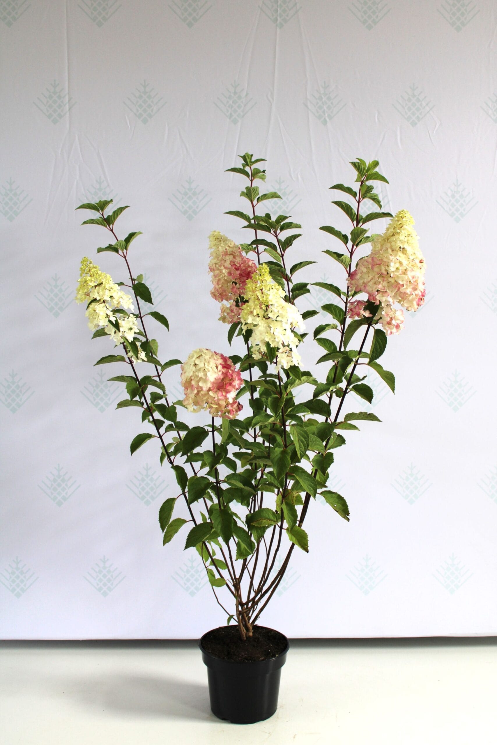 Šluotelinė hortenzija 'Fraise Melba'