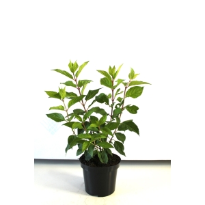 Šluotelinė hortenzija (Hydrangea paniculata) 'Graffiti'