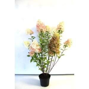 Šluotelinė hortenzija 'Grandiflora'