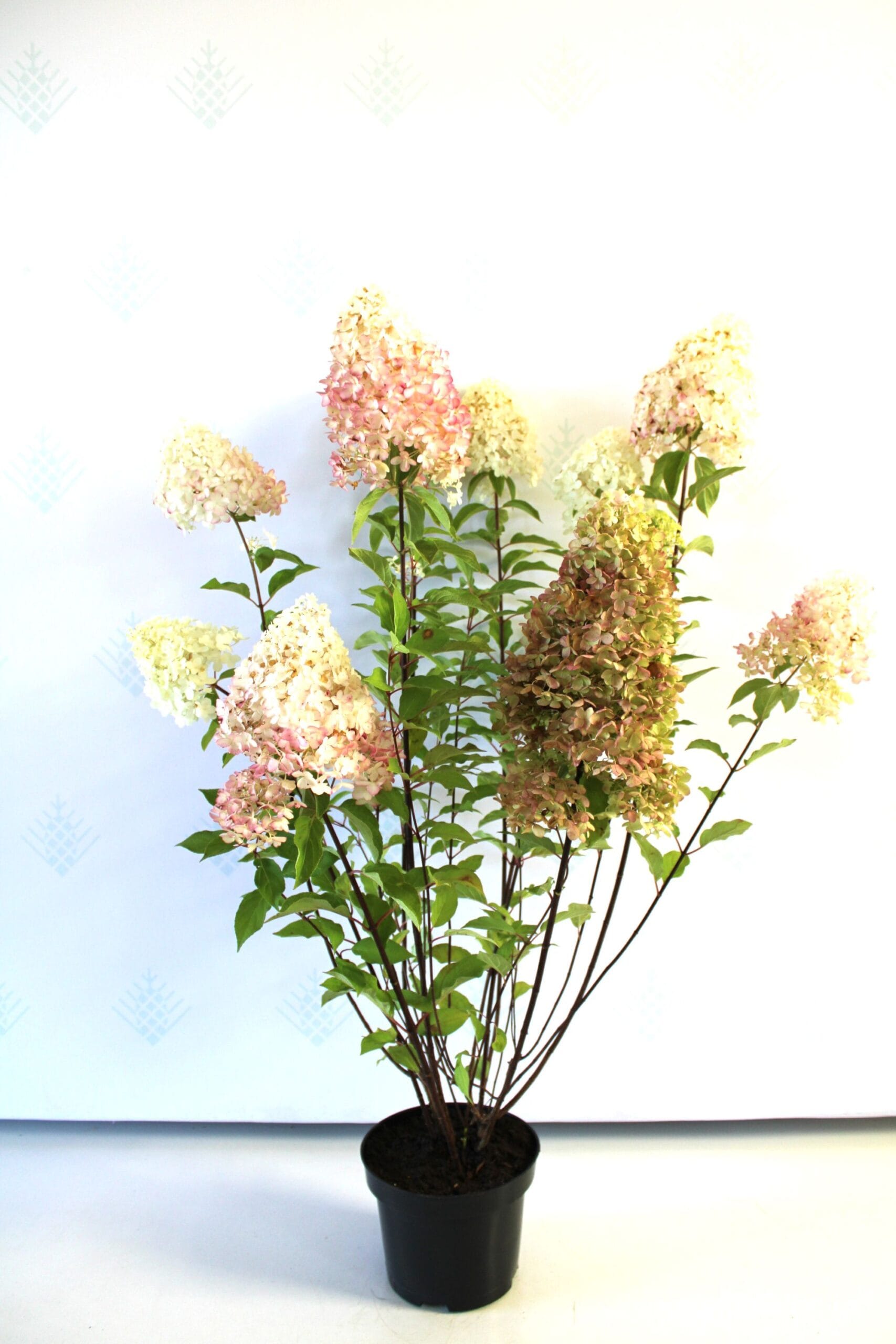 Šluotelinė hortenzija 'Grandiflora'