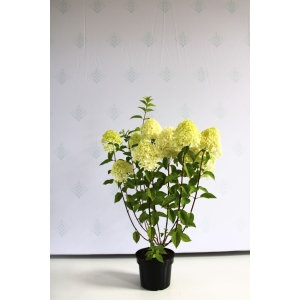 Šluotelinė hortenzija 'Limelight'