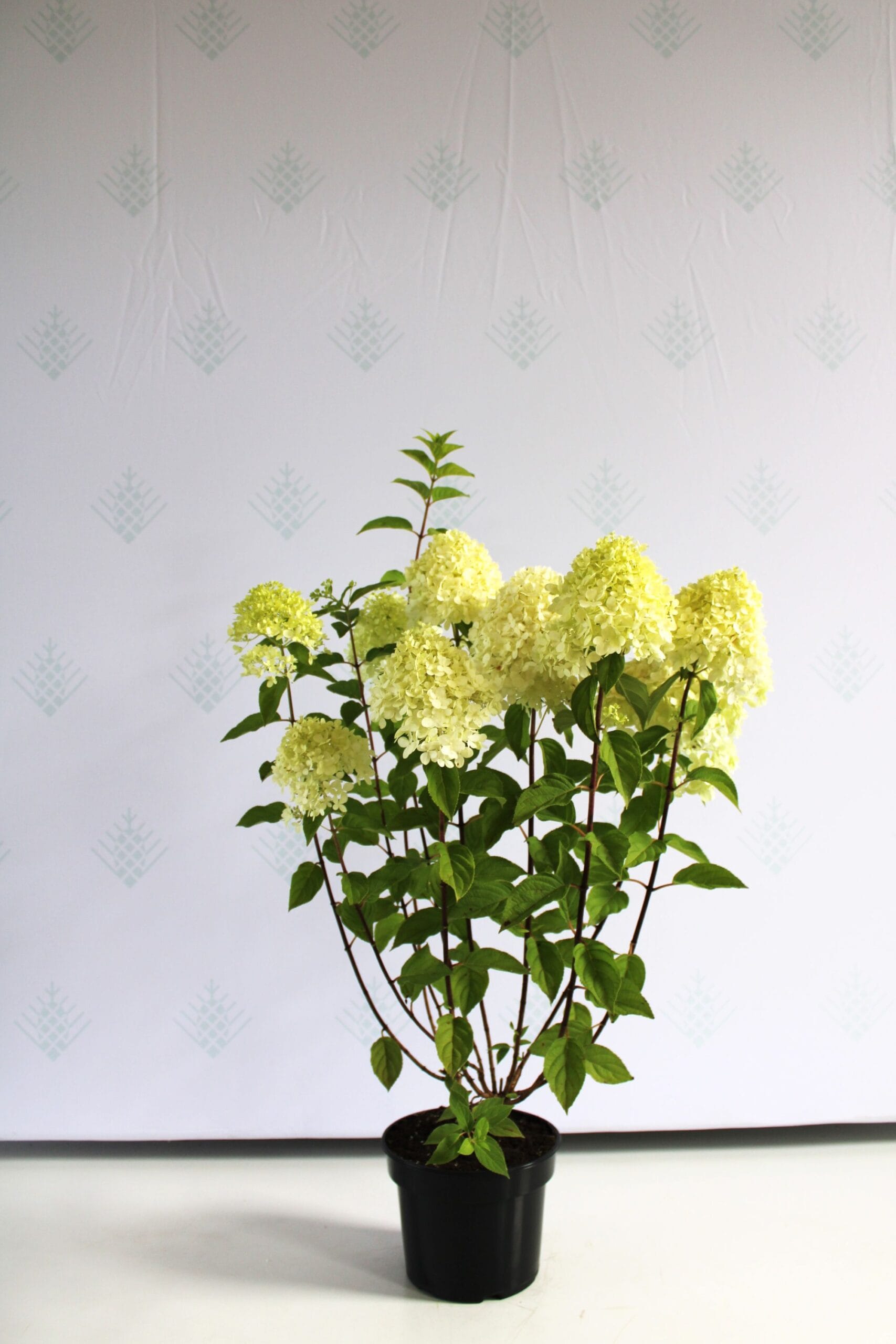 Šluotelinė hortenzija 'Limelight'