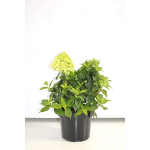 Šluotelinė hortenzija (Hydrangea paniculata) 'Little Spooky'