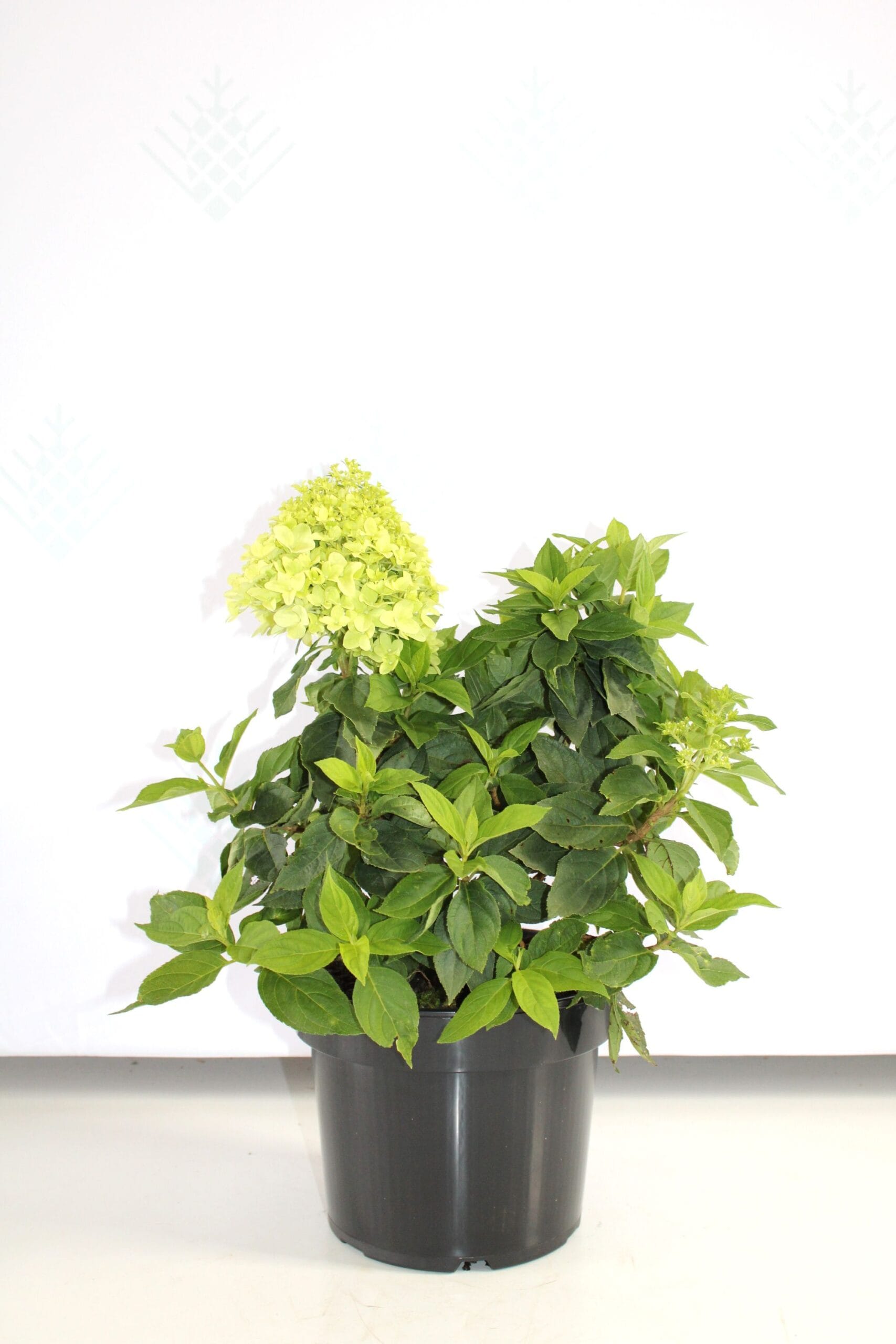 Šluotelinė hortenzija (Hydrangea paniculata) 'Little Spooky'