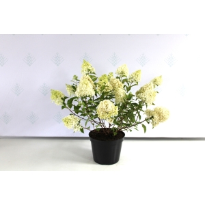 Šluotelinė hortenzija 'Magical Andes'