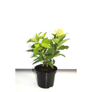 Šluotelinė hortenzija (Hydrangea paniculata) 'Magical Candle'