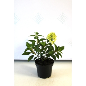 Hortenzija šluotelinė 'Magical Matterhorn'