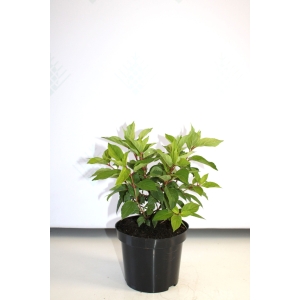 Šluotelinė hortenzija 'Magical Mont Blanc'