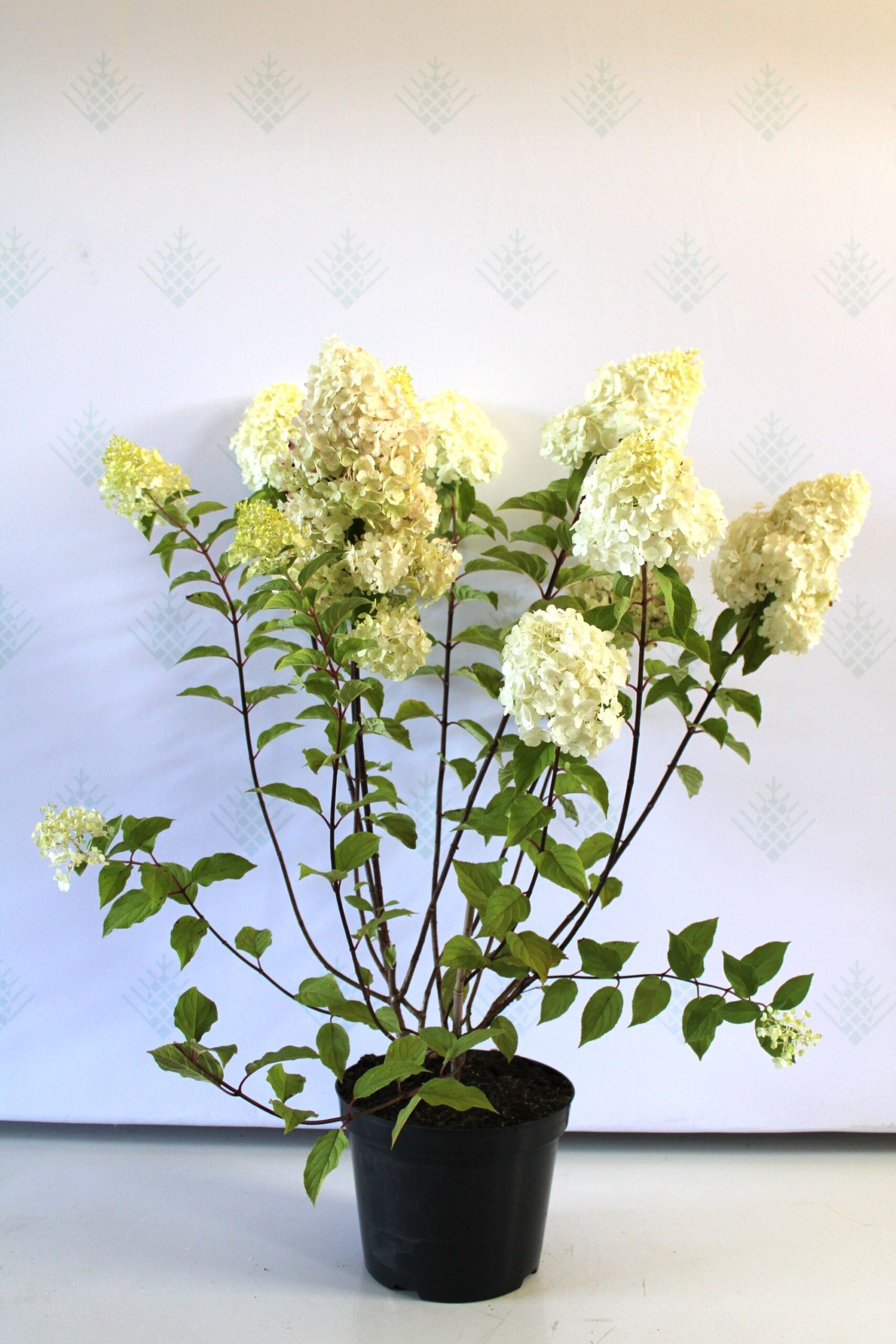 Šluotelinė hortenzija 'Polar Bear' - Image 2