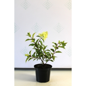 Šluotelinė hortenzija 'Polar Bear'