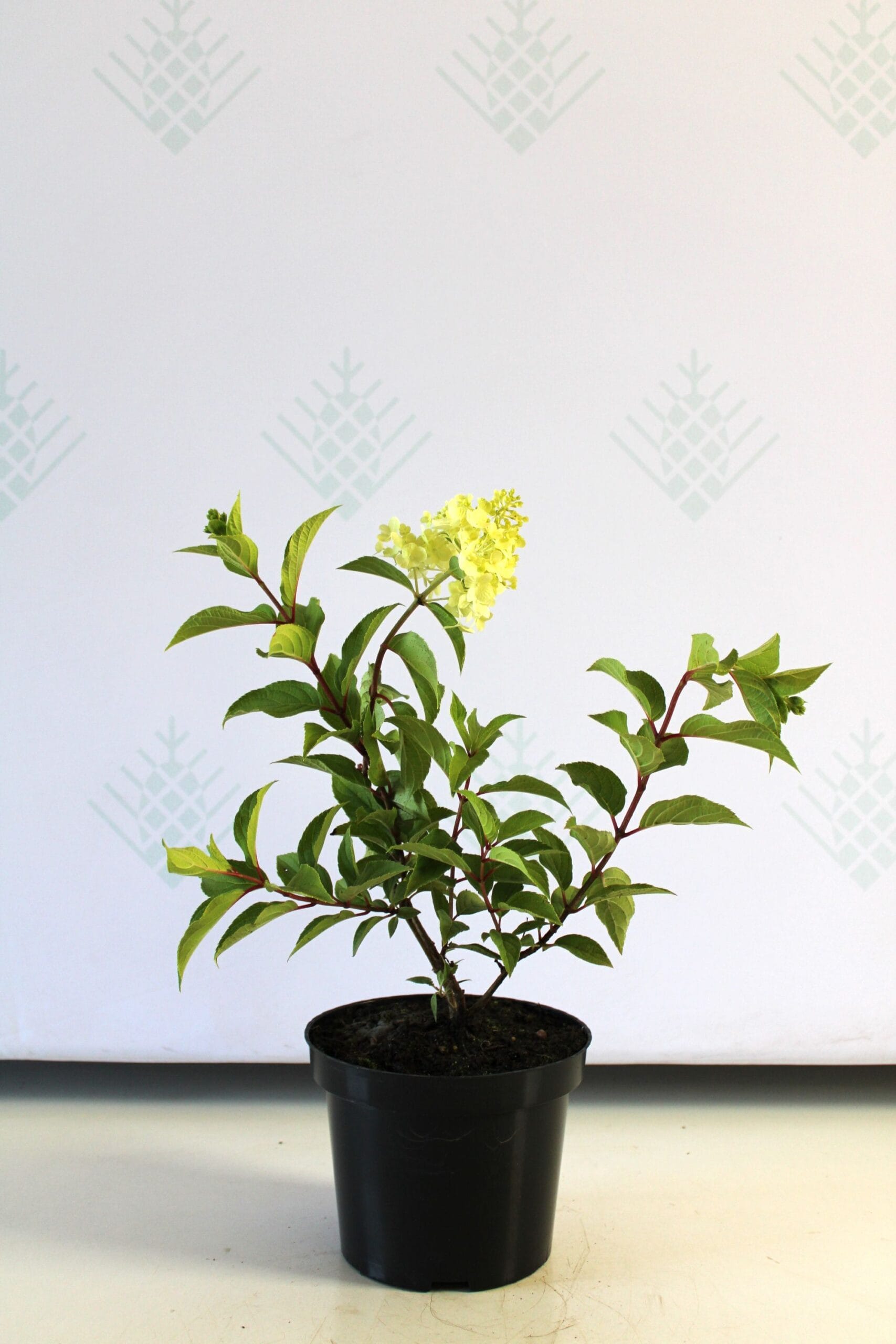 Šluotelinė hortenzija 'Polar Bear'