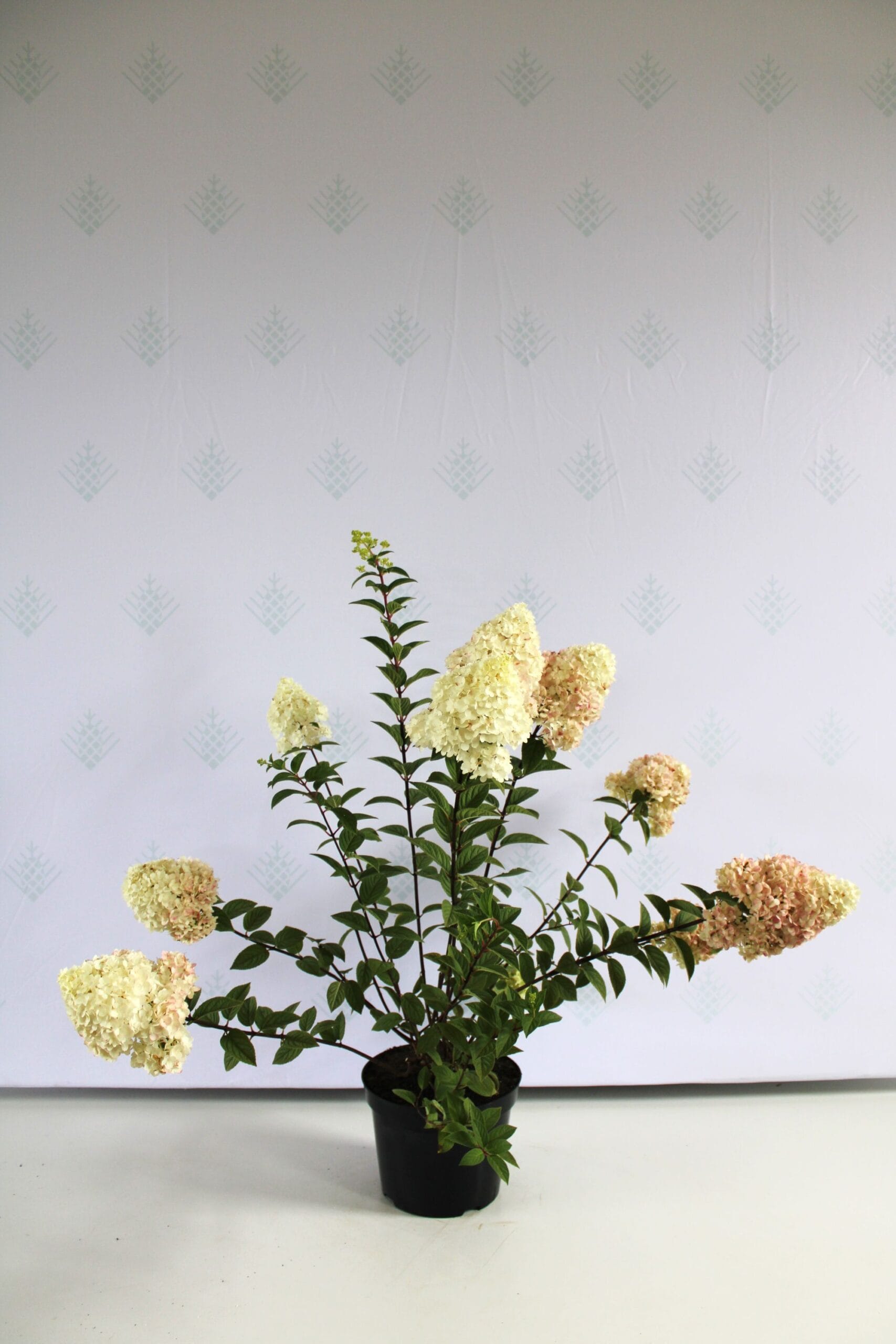 Šluotelinė hortenzija 'Sundae Fraise' - Image 3