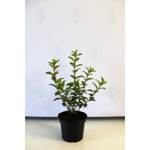 Šluotelinė hortenzija 'Sundae Fraise'