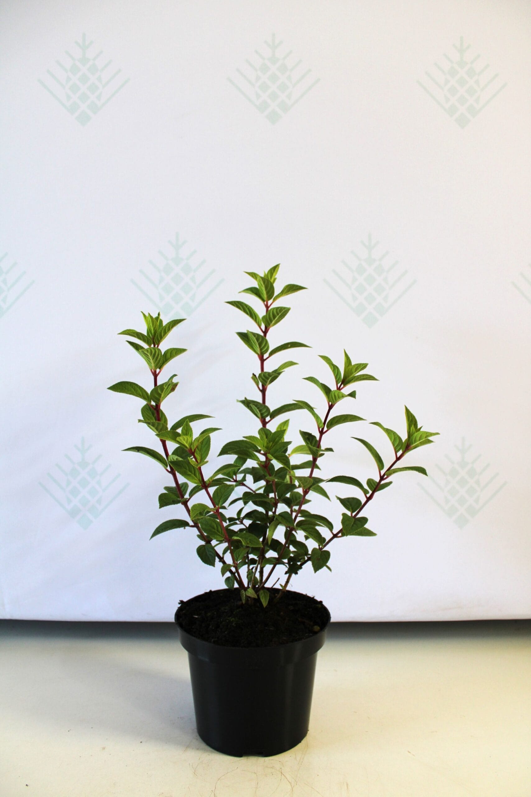 Šluotelinė hortenzija 'Sundae Fraise'