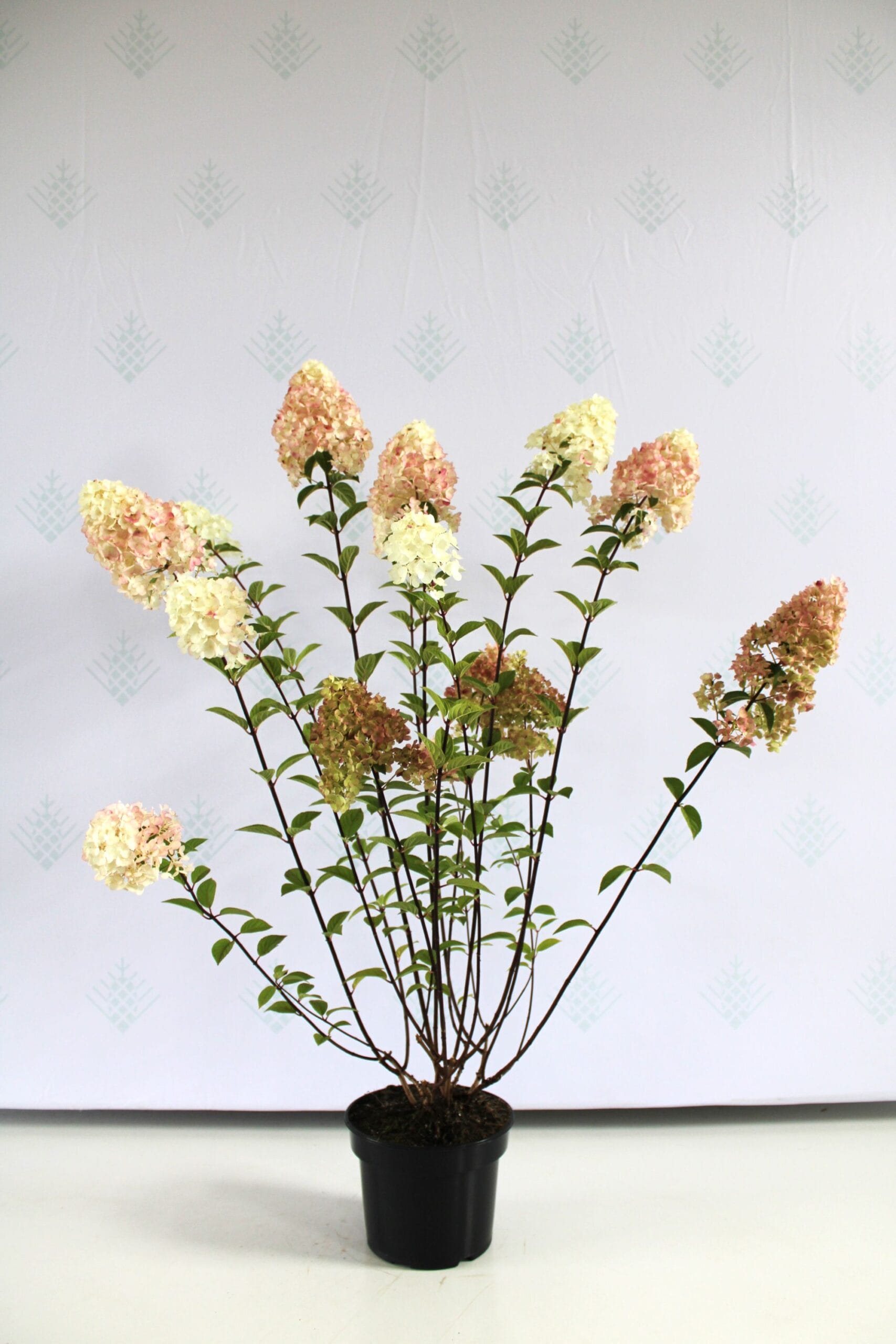 Šluotelinė hortenzija 'Sundae Fraise' - Image 2