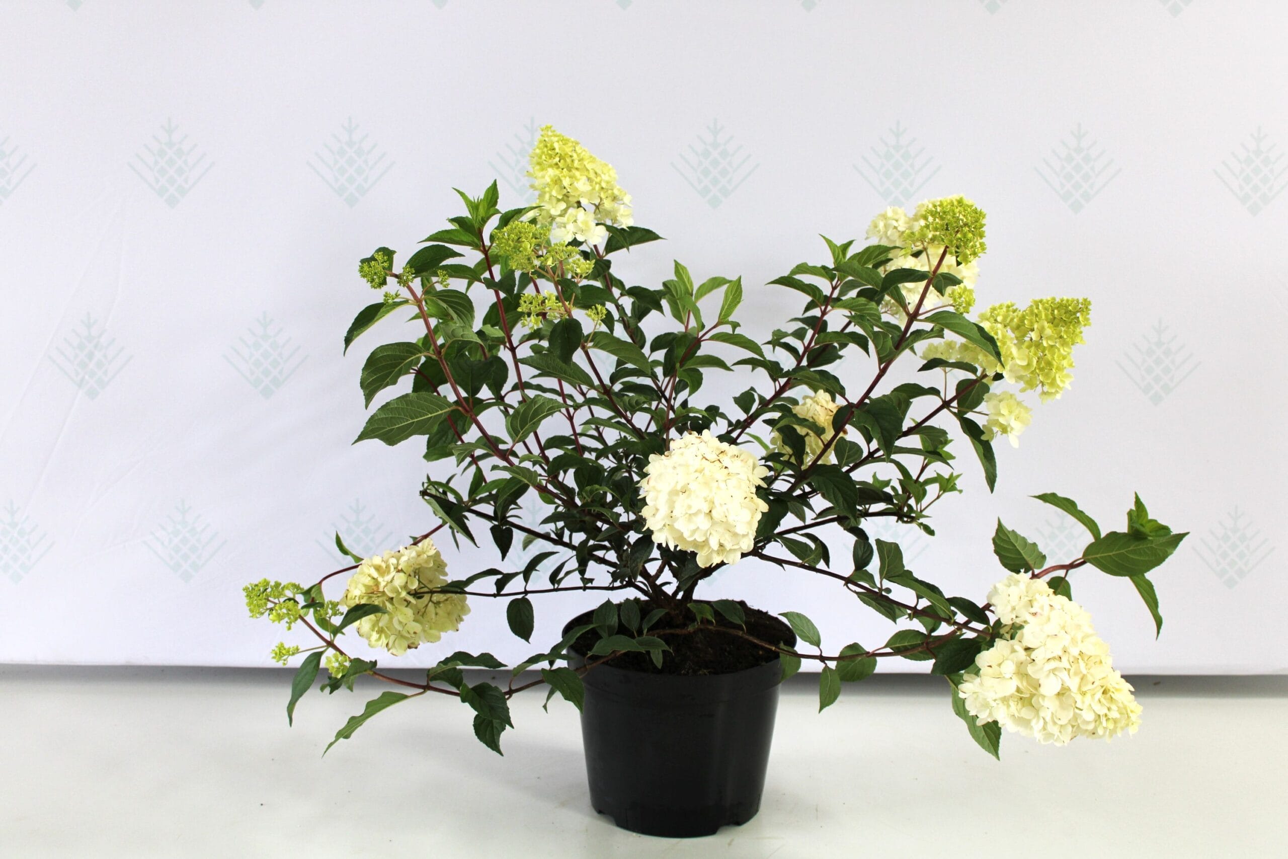 Šluotelinė hortenzija (Hydrangea paniculata) 'Vanille Fraise' - Image 2