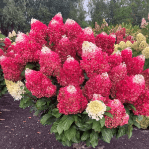 Šluotelinė hortenzija 'Living Red Velvet®'