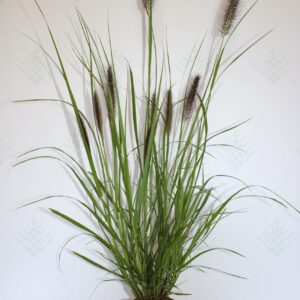 Soruolė pašiaušėlinė (Pennisetum alopecuroides) 'Black Beauty'