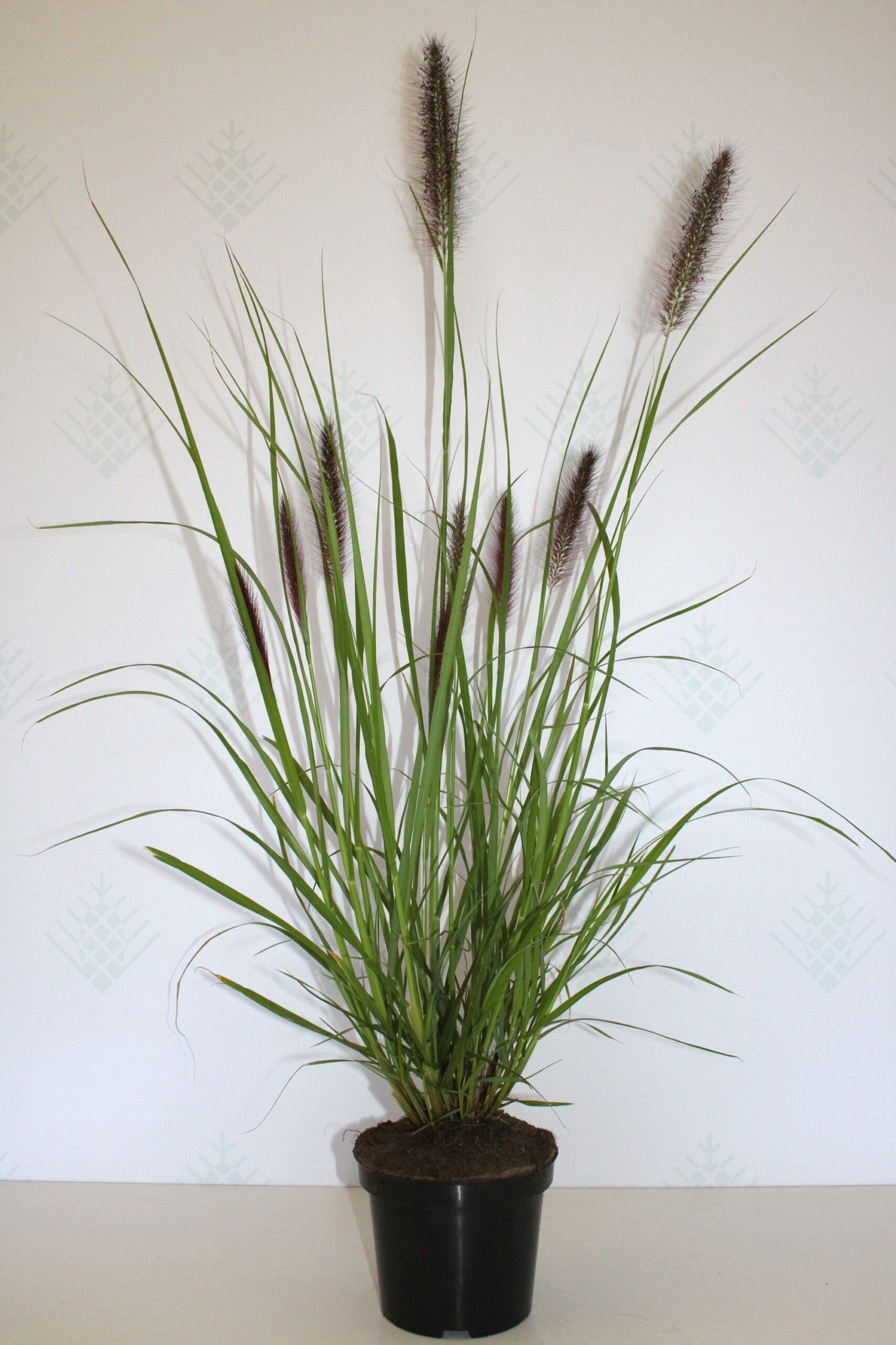 Soruolė pašiaušėlinė (Pennisetum alopecuroides) 'Black Beauty'