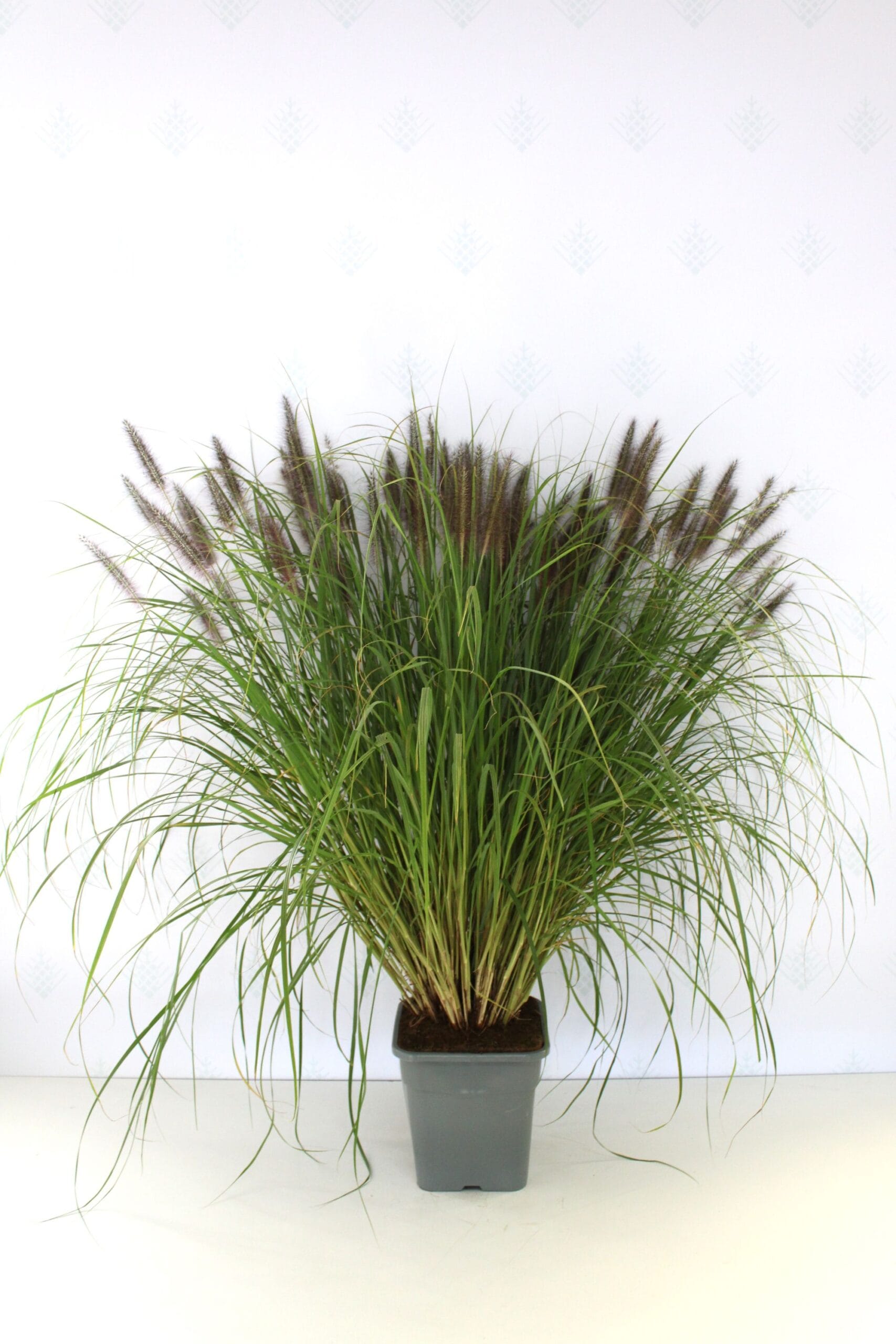 Soruolė pašiaušėlinė (Pennisetum alopecuroides) 'Black Beauty' - Image 2
