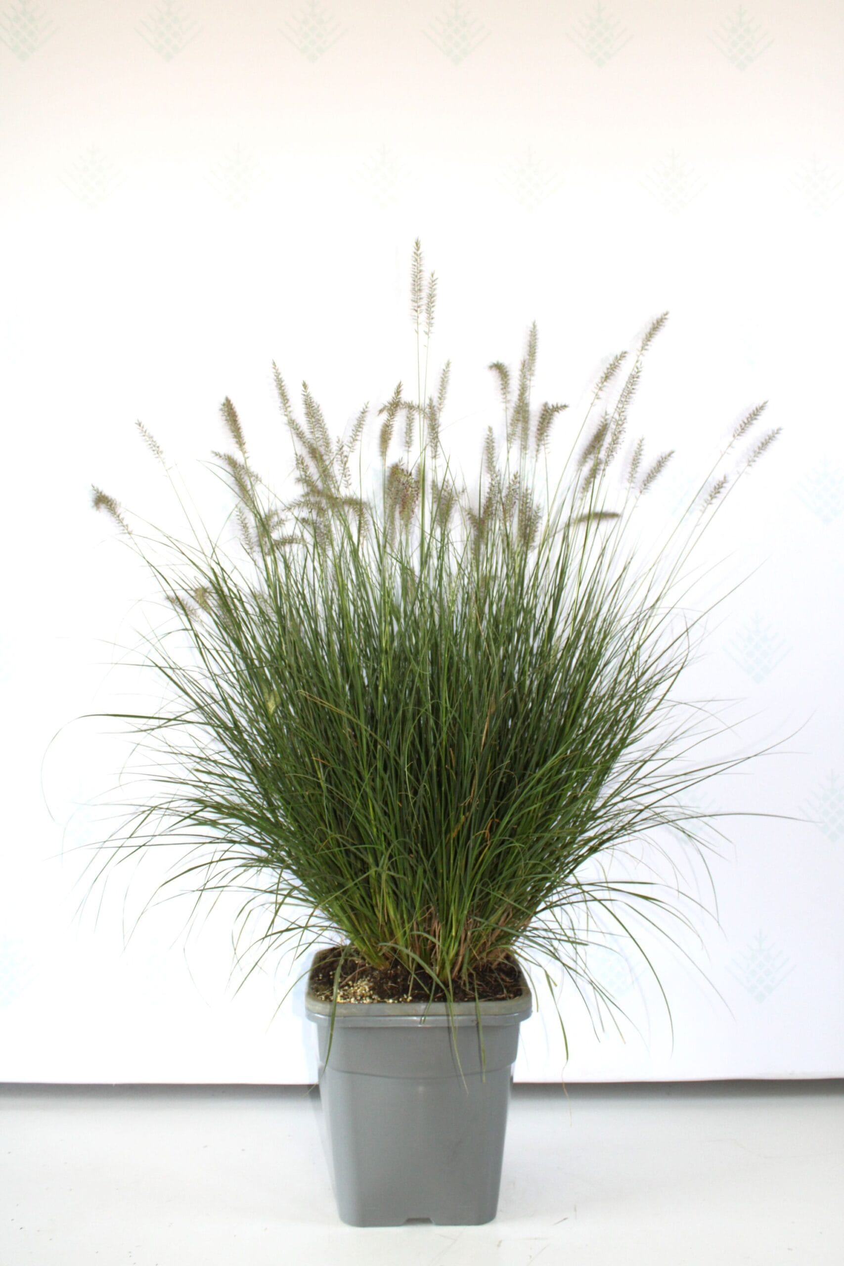Soruolė pašiaušėlinė (Pennisetum alopecuroides) 'Hameln' - Image 3