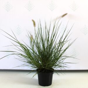 Soruolė pašiaušėlinė (Pennisetum alopecuroides) 'Hameln'