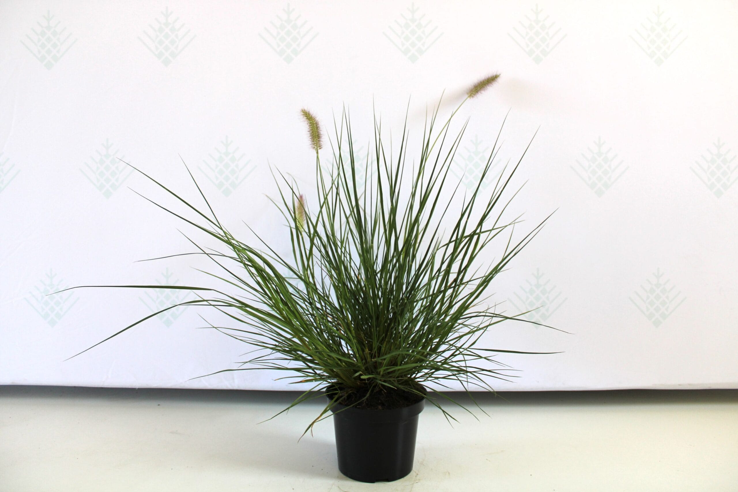 Soruolė pašiaušėlinė (Pennisetum alopecuroides) 'Hameln'