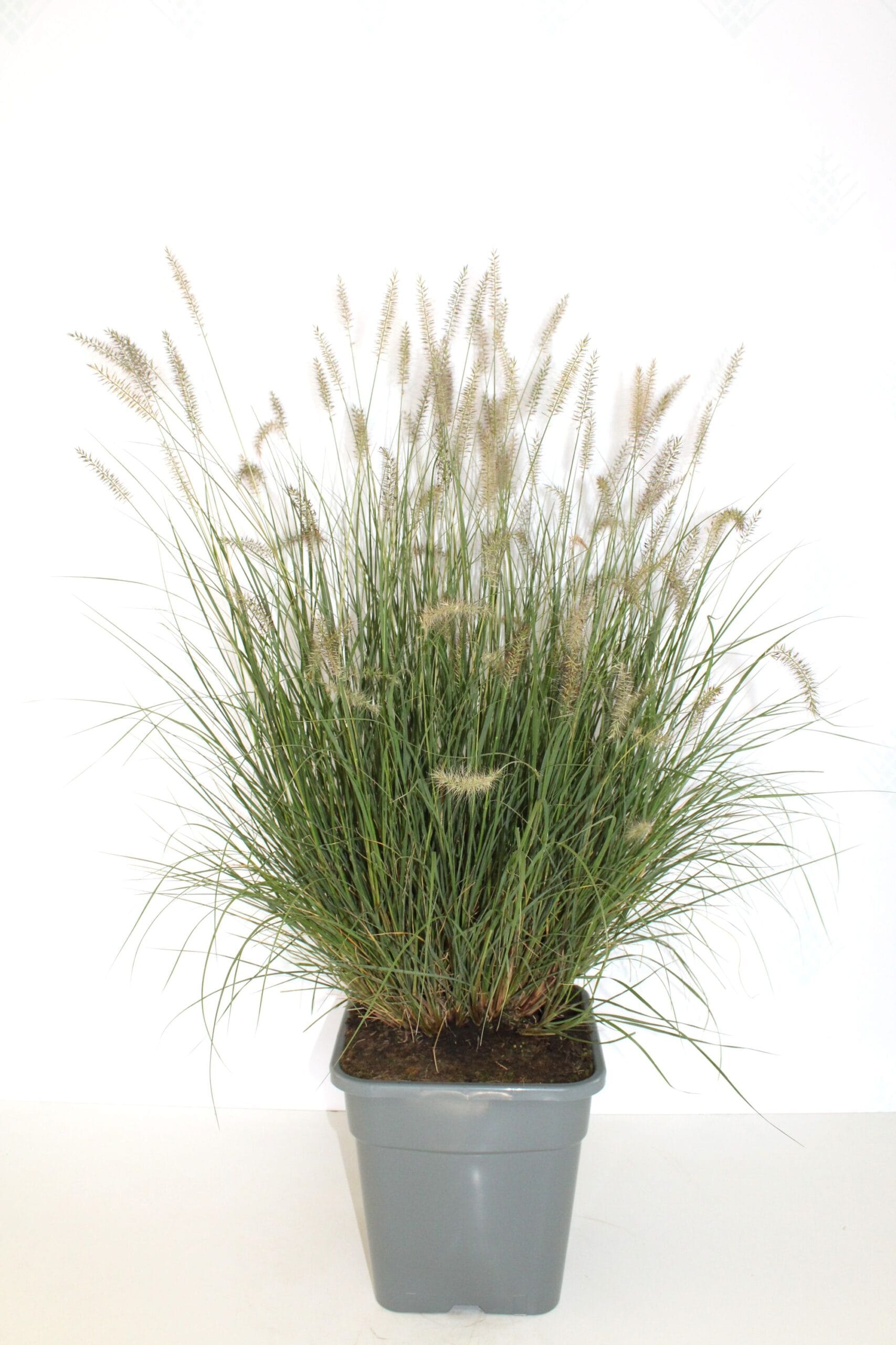 Soruolė pašiaušėlinė (Pennisetum alopecuroides) 'Hameln' - Image 4