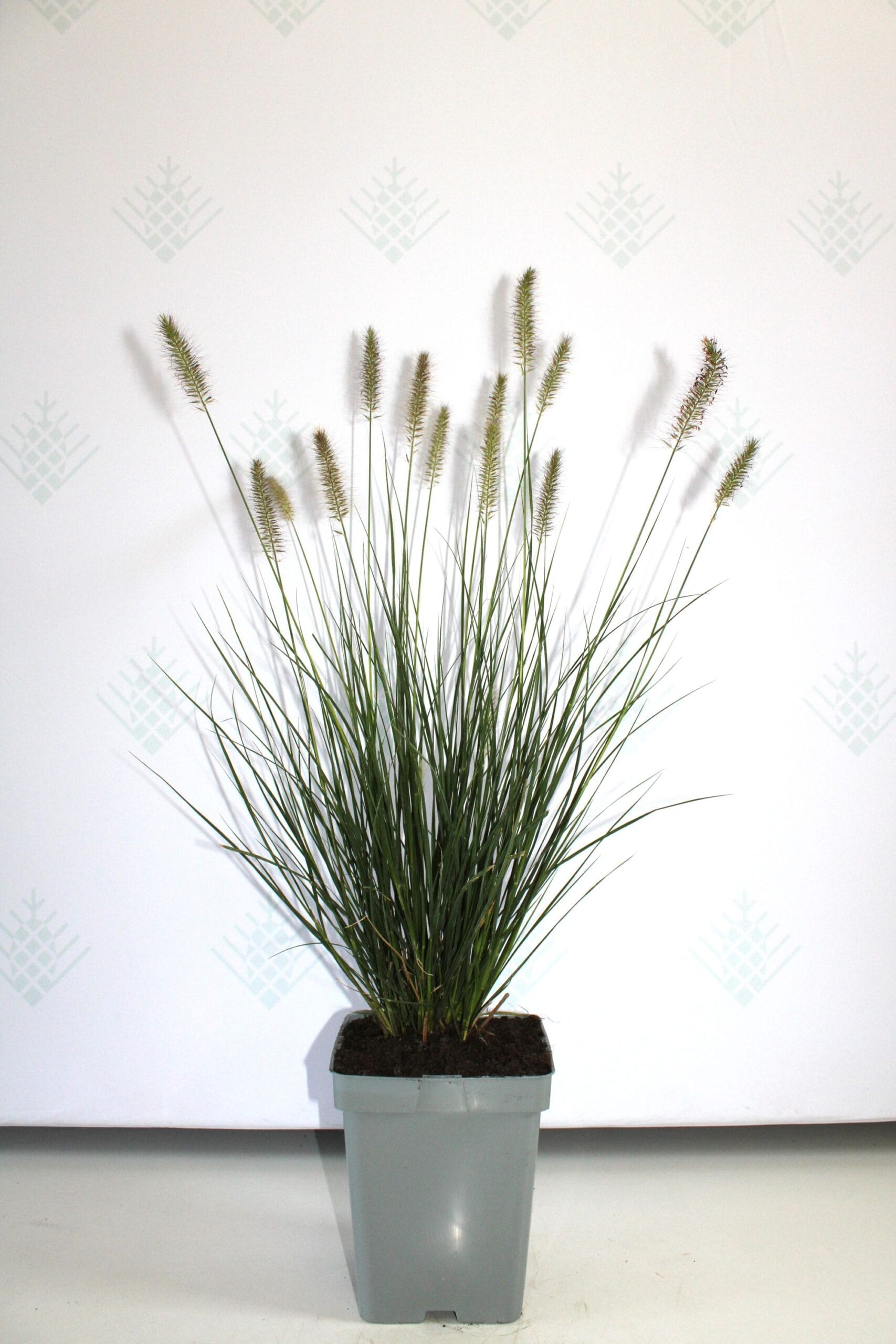 Soruolė pašiaušėlinė (Pennisetum alopecuroides) 'Hameln' - Image 2