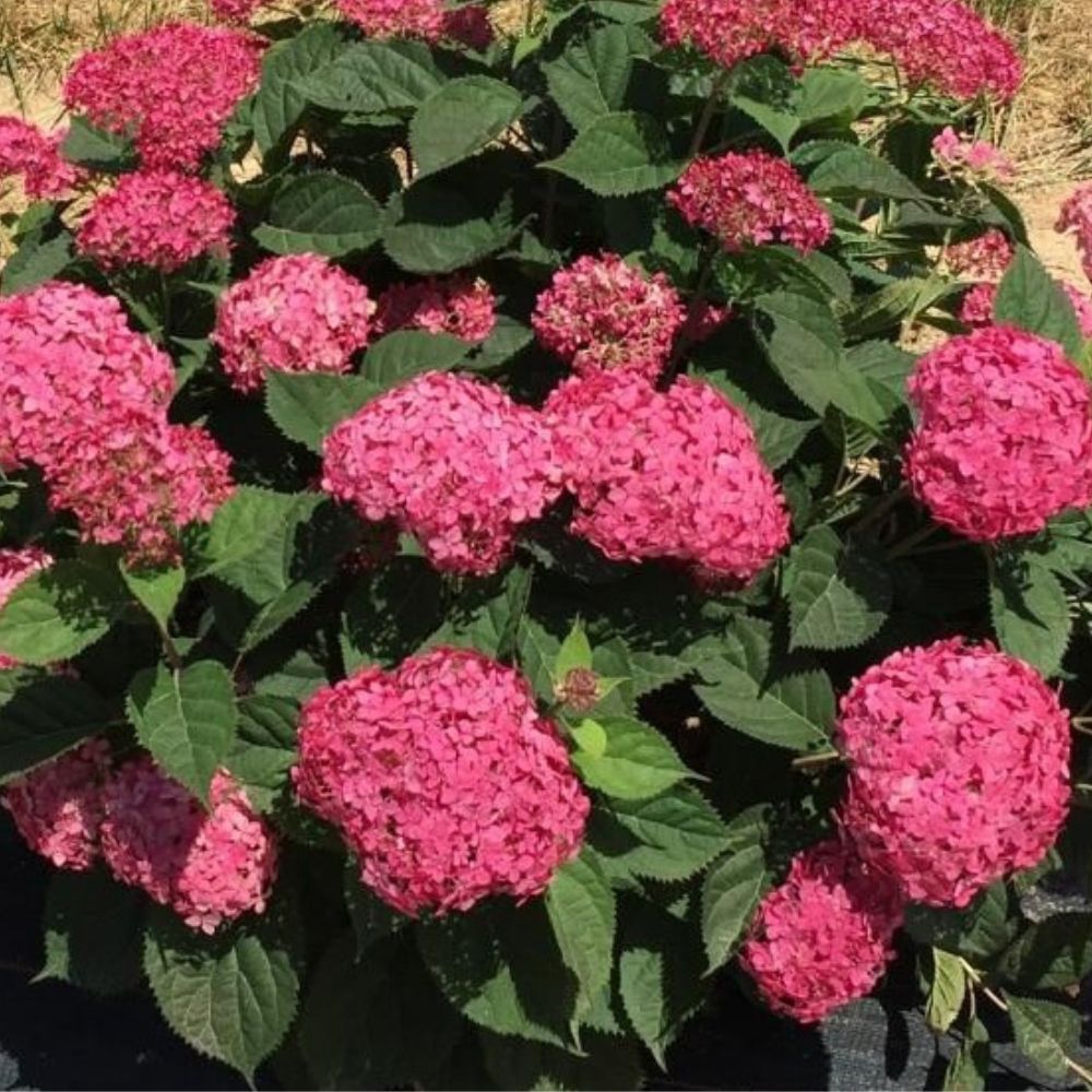 Šviesioji hortenzija (Hydrangea arborescens) 'Candybelle Sorbet'