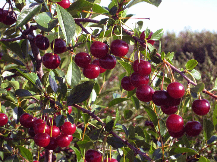 Vyšnia koloniška 'Carmine Jewel' - Image 2