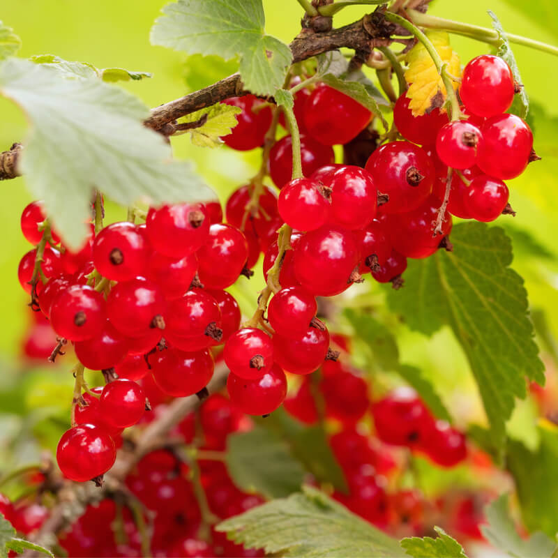 Raudonieji serbentai (Ribes rubrum)