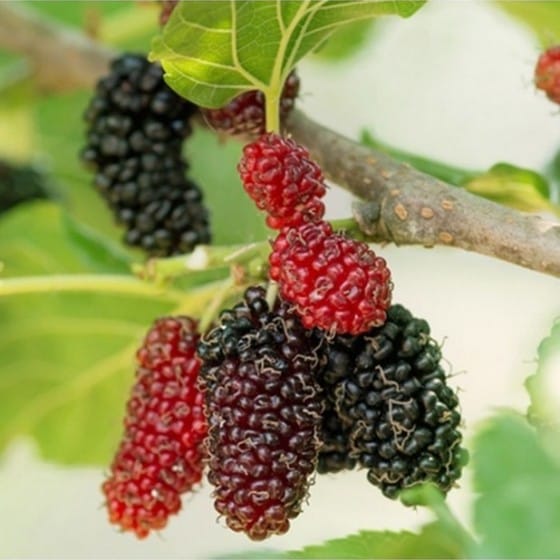 Juodasis šilkmedis (Morus nigra) - Image 5