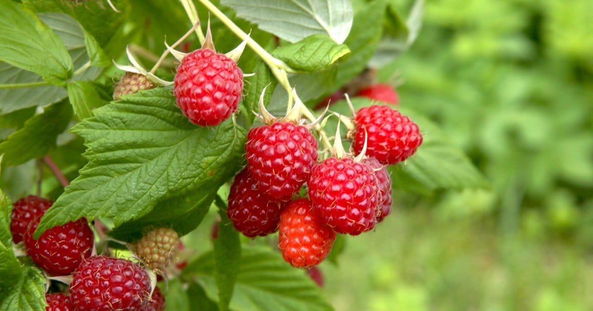Vasarinė avietė 'Norna' (Rubus idaeus) - Image 2