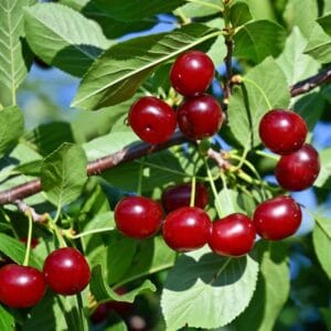 Vyšnia koloniška 'Carmine Jewel'