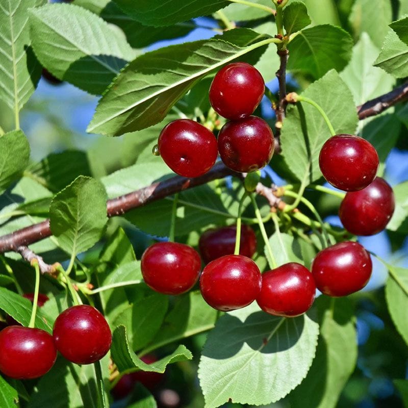 Vyšnia koloniška 'Carmine Jewel'