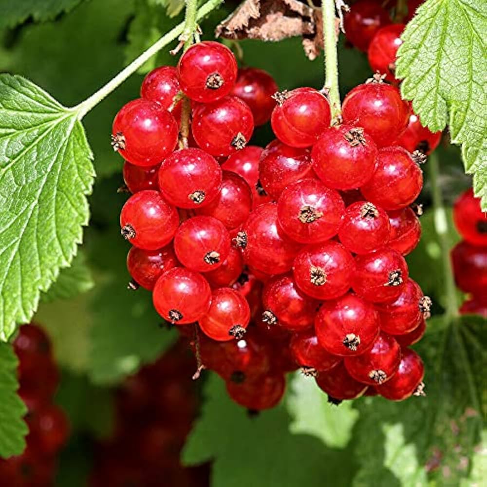 Raudonieji serbentai (Ribes rubrum) - Image 6