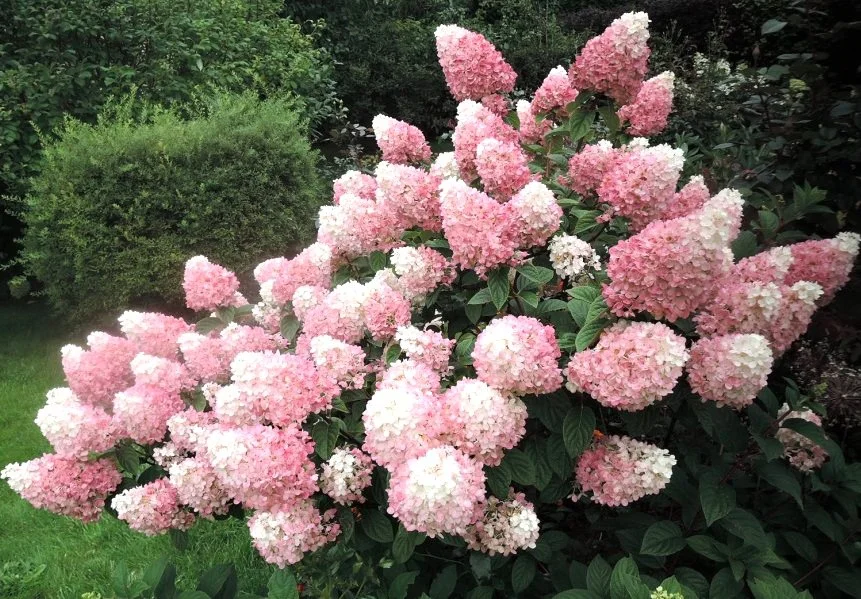 Šluotelinė hortenzija 'Sundae Fraise'