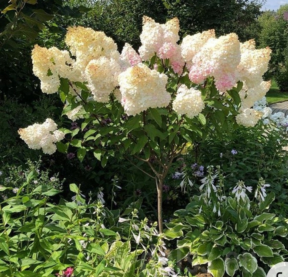 Šluotelinė hortenzija 'Polar Bear'