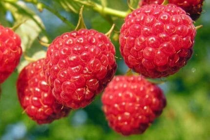 Vasarinė avietė 'Norna' (Rubus idaeus) - Image 3