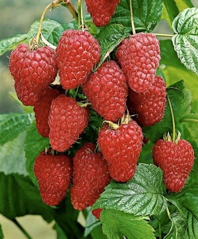Vasarinė avietė 'Norna' (Rubus idaeus) - Image 4