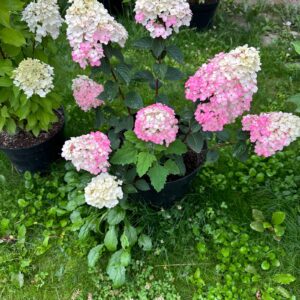 Šluotelinė hortenzija 'Framboisine' ('Samarskaya Lidiya')