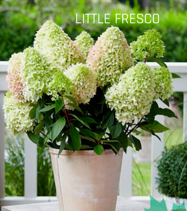 Šluotelinė hortenzija (Hydrangea paniculata) 'Little Fresco'
